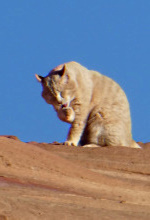 alters-los.de - Reiseziel Jordanien - Luchs - Foto: Anna Hebel-Hebener