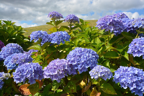 Reiseziel Azoren - Hydrangeas