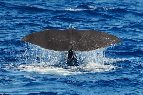 Reiseziel Azoren - Pottwalfluke