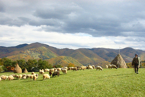 Reiseziel Siebenbürgen - Die Schafe